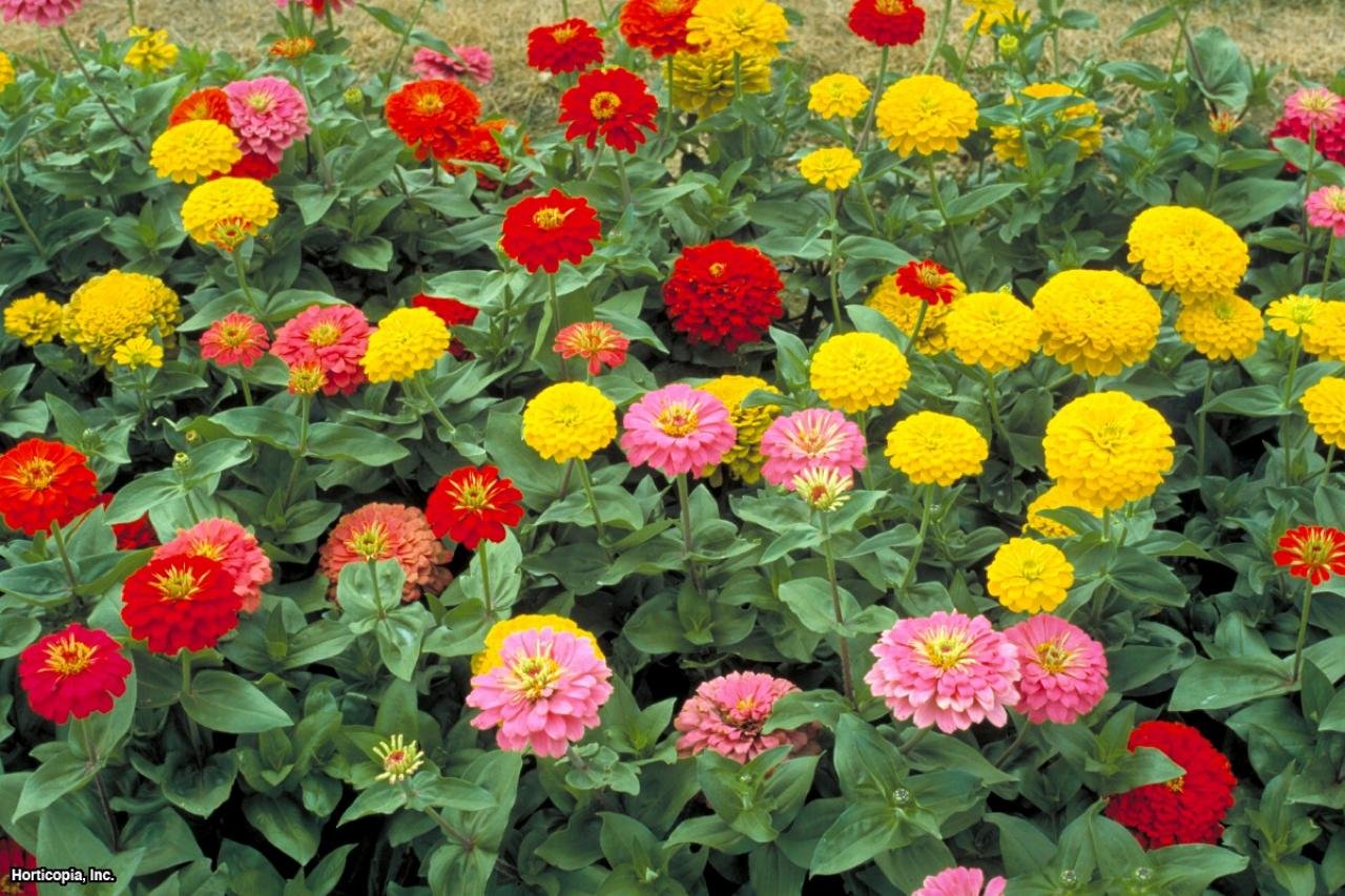 Περισσότερες πληροφορίες για "Bouquet of Flowers"