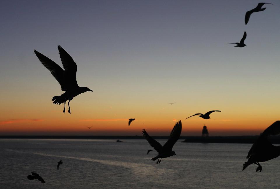 Περισσότερες πληροφορίες για "Seagulls... cigaret13"