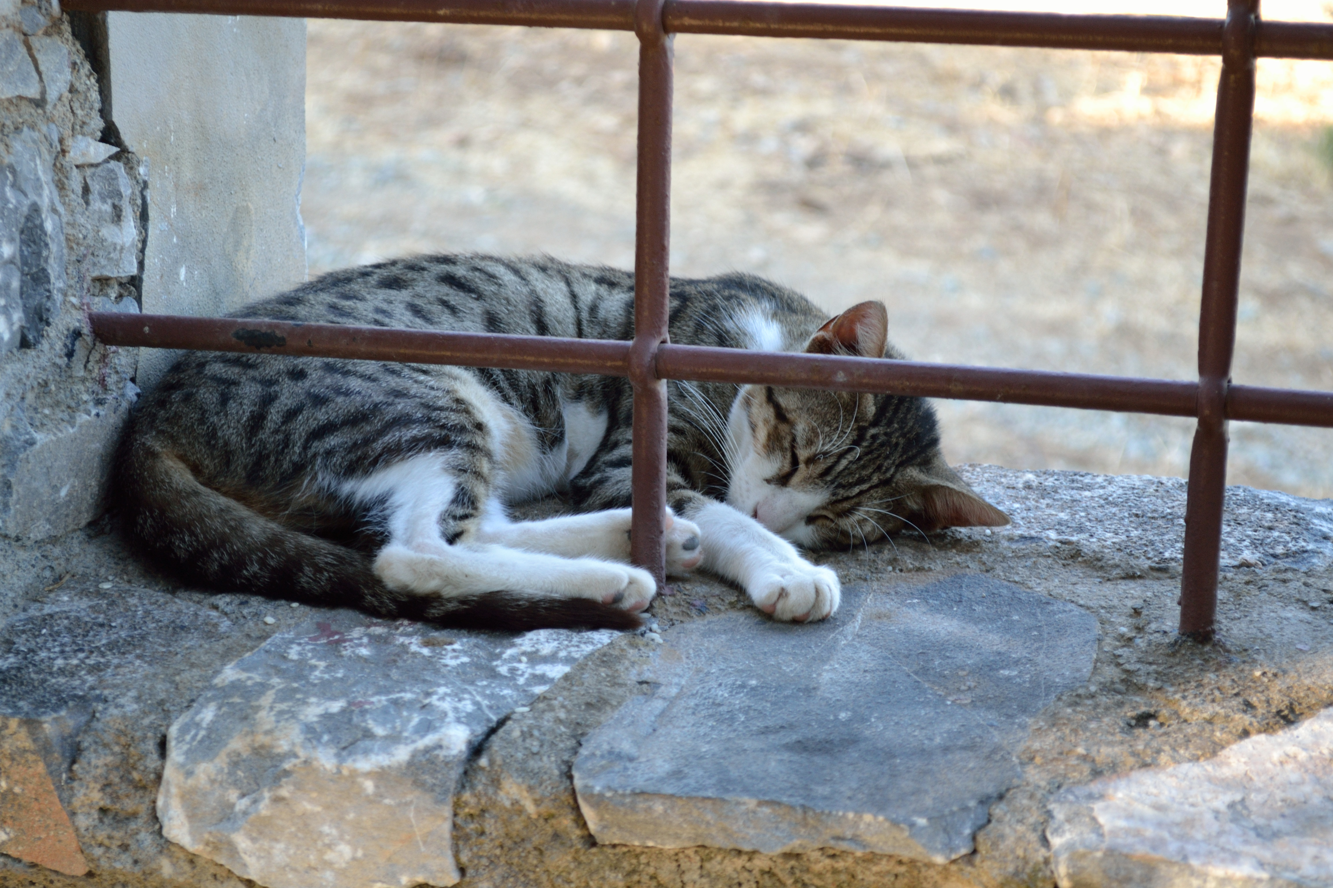 Περισσότερες πληροφορίες για "Καλογερικό"